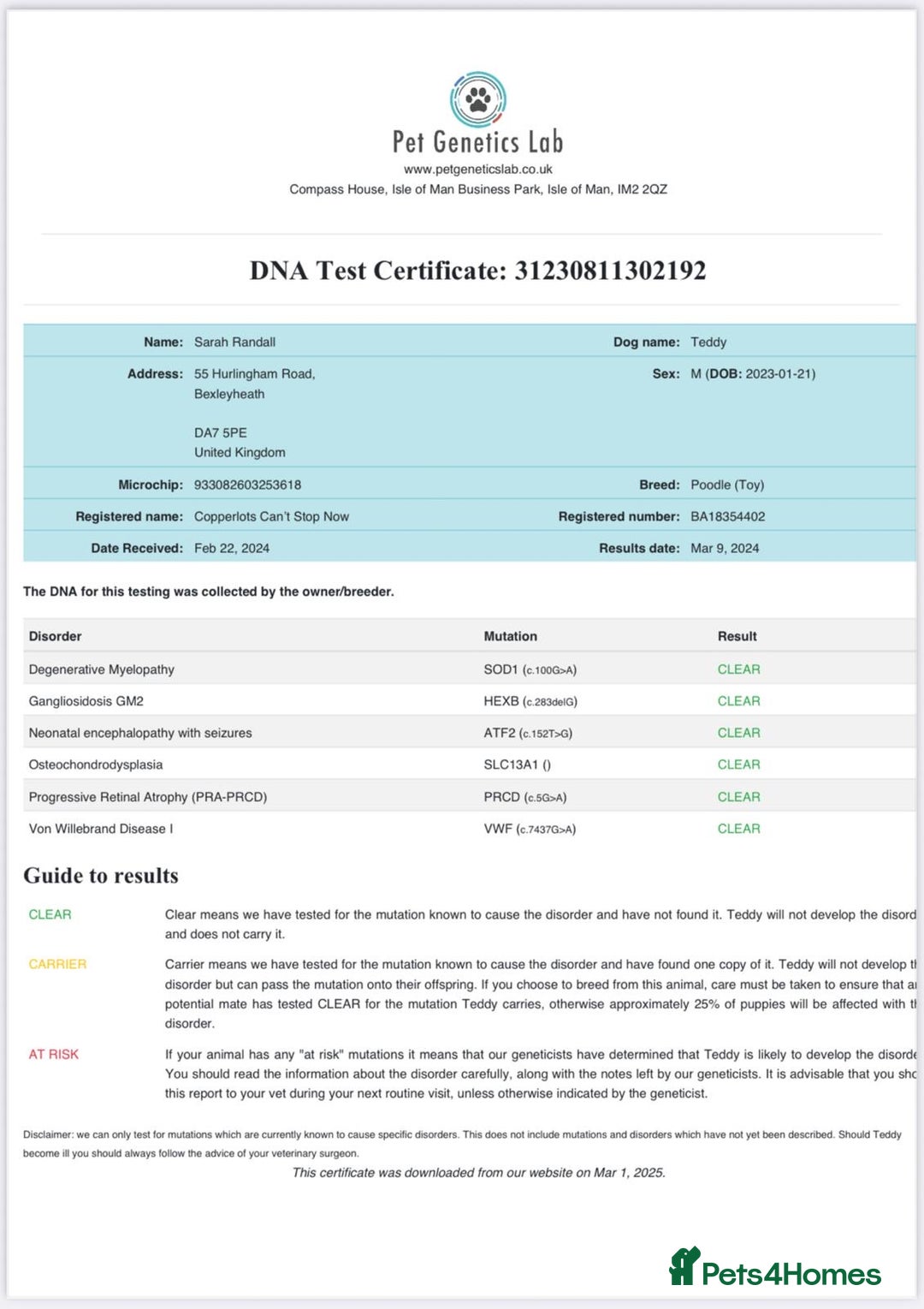 Cavapoo dogs for sale: *Stunning Ruby Red F1 Cavapoo Puppies For Sale* - Advert 20