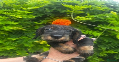 Miniature Dachshund dogs - Advert 6