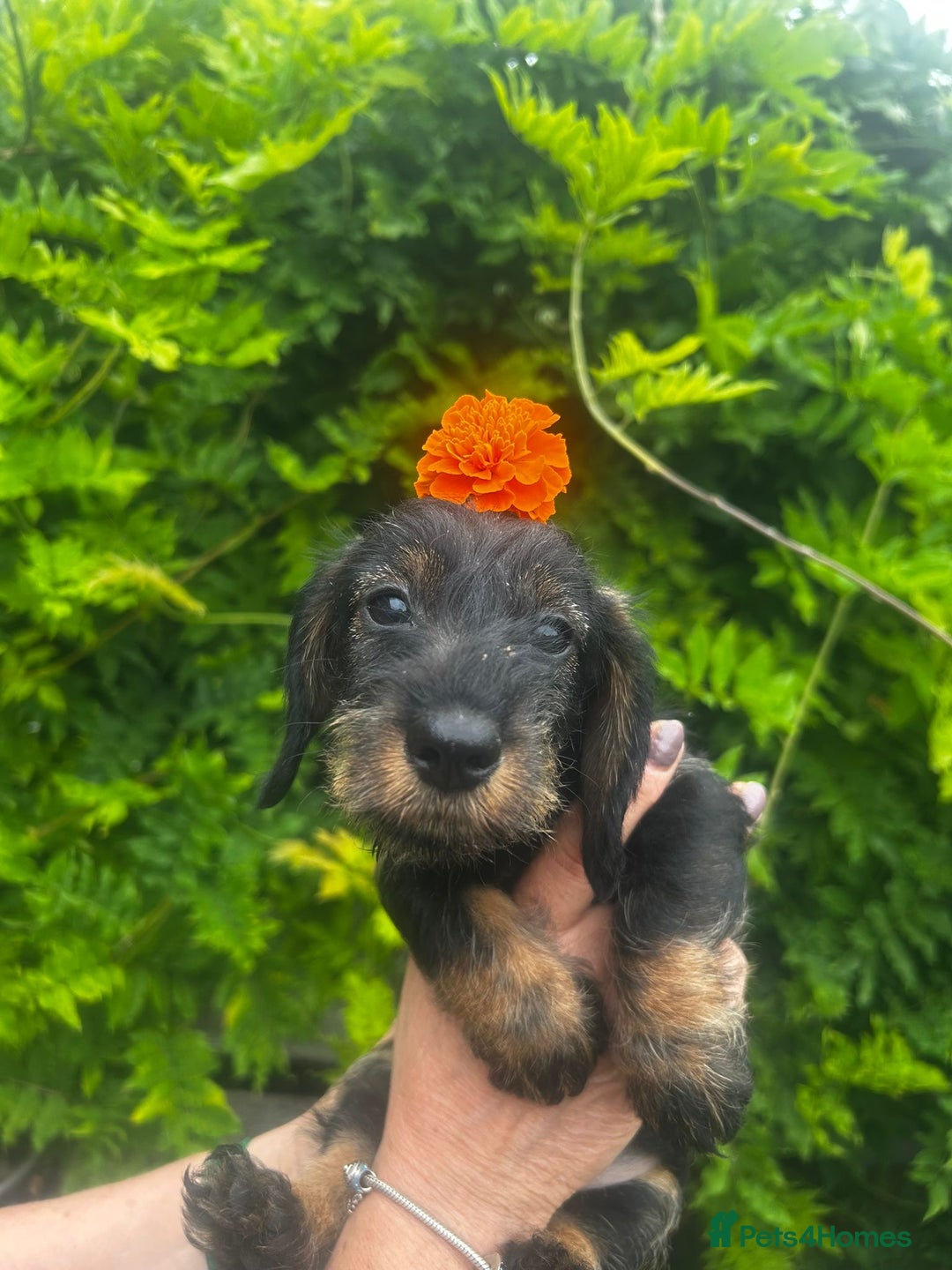 Miniature Dachshund dogs for sale: Miniature Wirehair Dachshund puppies - Image 2