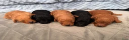Toy Poodle dogs for sale: KC Registered Miniature Toy Poodle Puppies forSale - Advert 25
