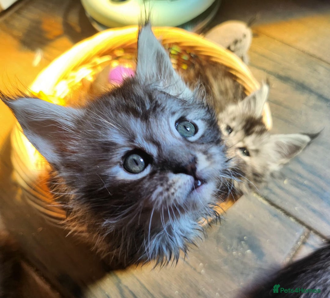 Maine Coon cats for sale: Maine coon purebred pedigre xl active in Barnsley - Image 5
