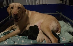 Labrador Retriever dogs for sale: Field Trial Bred Labrador - 1 Dog Pup available  - Image 7