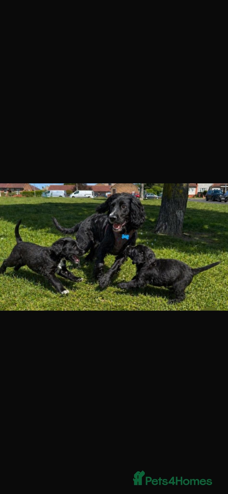 Cocker Spaniel dogs Beautiful cute cocker spaniel puppies - Advert 5