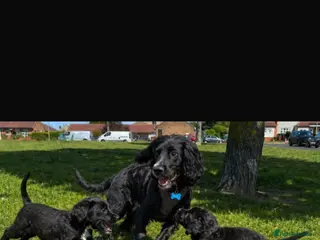 Cocker Spaniel dogs Beautiful cute cocker spaniel puppies - Advert 18