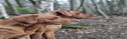 Labrador Retriever dogs for sale: Exquisite Fox Red KC Labrador Puppies  - Advert 6