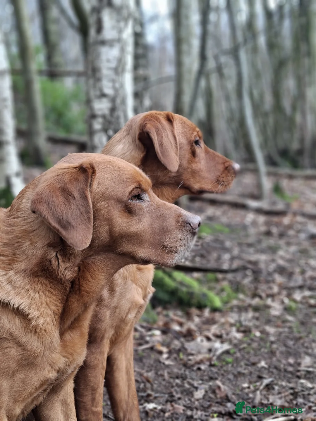Labrador Retriever dogs for sale: Exquisite Fox Red KC Labrador Puppies  - Advert 6