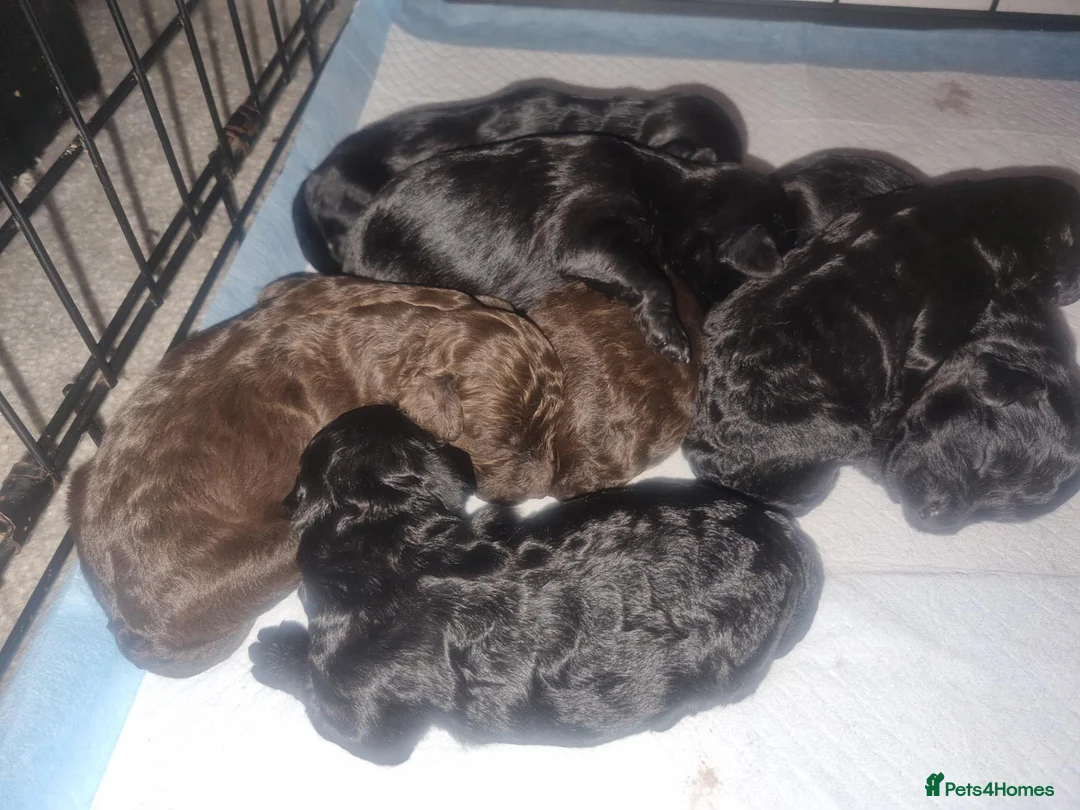 Cockapoo dogs for sale: Beautiful cavapoo puppies  - Advert 2