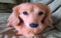 Miniature Dachshund dogs for stud: STUD 100% Long Haired Cream Miniature Dachshund - Image 17