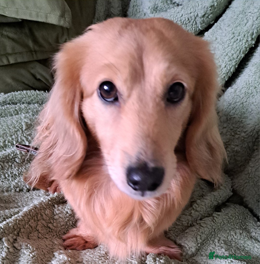 Miniature Dachshund dogs for stud: STUD 100% Long Haired Cream Miniature Dachshund - Image 17