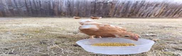 Chickens poultry for sale: Hens for sale, 3 goldline hens - Advert 3