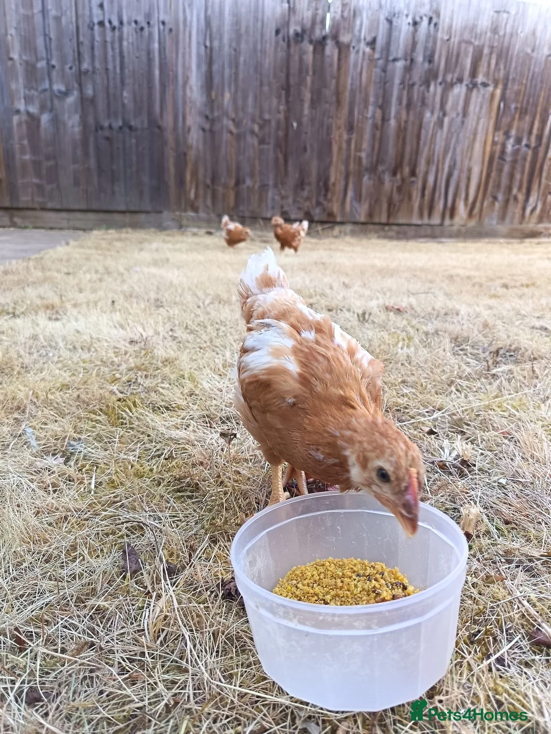 Chickens poultry for sale: Hens for sale, 3 goldline hens - Advert 3
