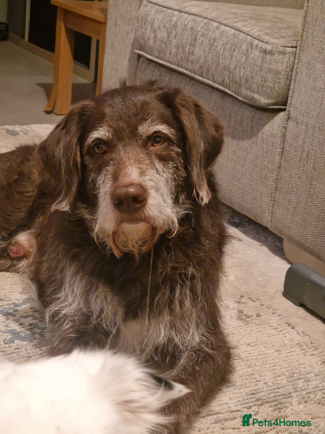 Mixed Breed dogs for sale: Dog for rehoming - Advert 1