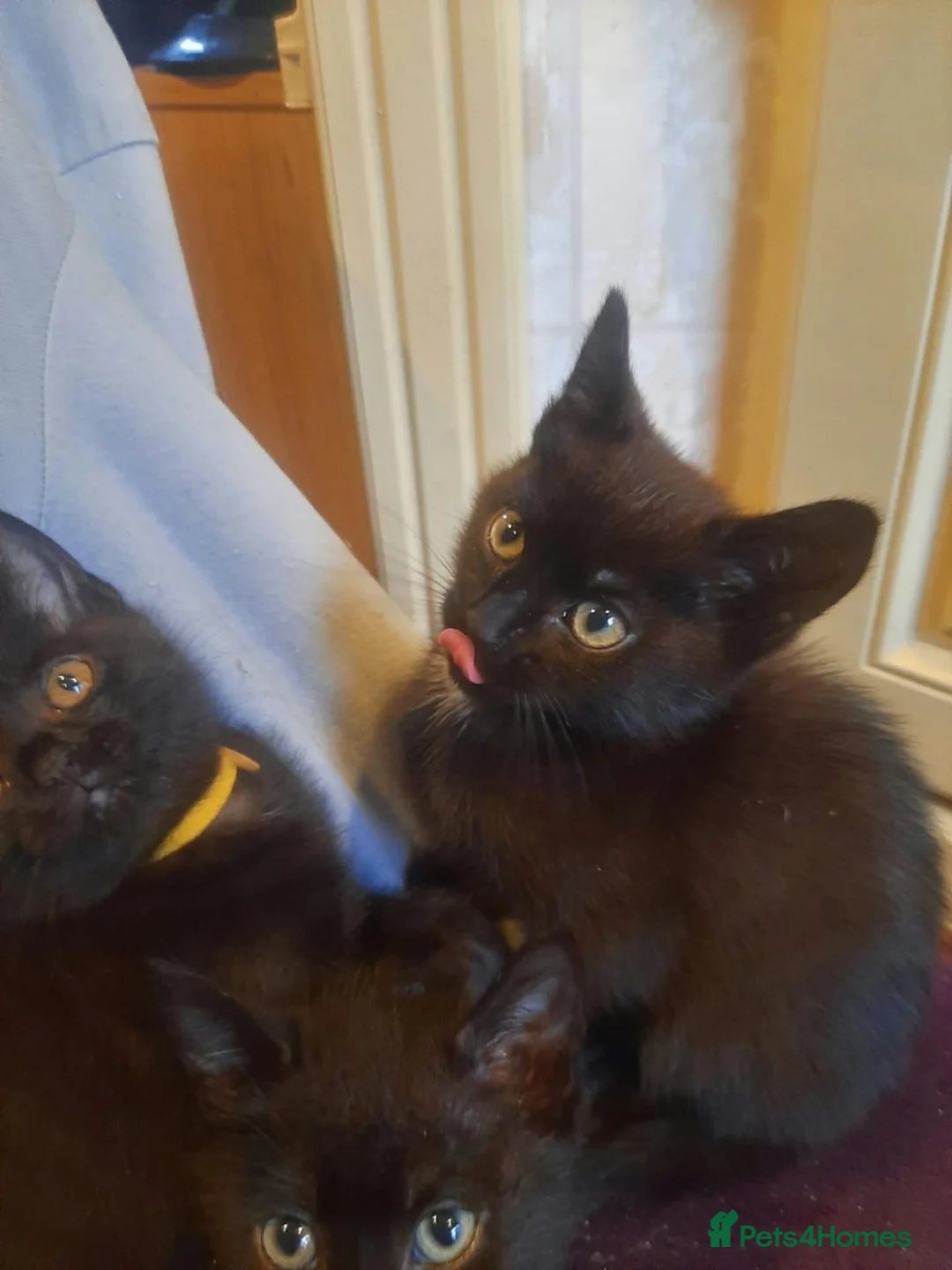 British Shorthair cats for sale: 5 Black Kittens Ready for their forever homes - Advert 2