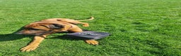Rhodesian Ridgeback dogs for stud: Pedigree Rhodesian Ridgeback for Stud - Advert 6