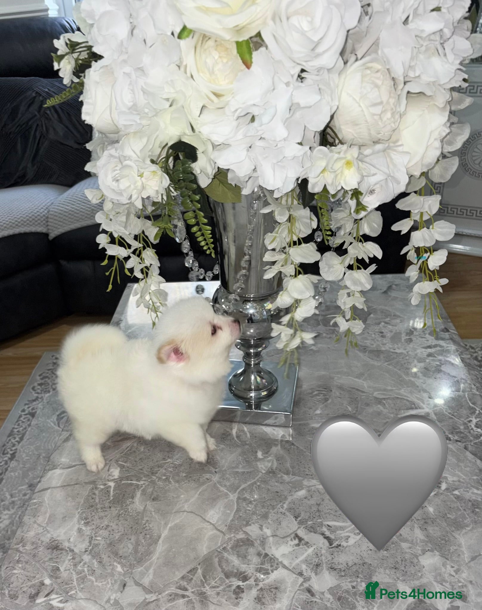 Japanese Spitz dogs 🐾JAPANESE SPITZ🐾 - Advert 1