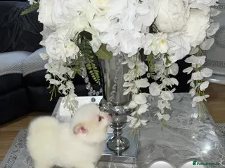 Japanese Spitz dogs 🐾JAPANESE SPITZ🐾 - Advert 1