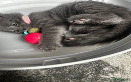 Russian Blue cats for sale: Russian blue x french short hair - Image 9