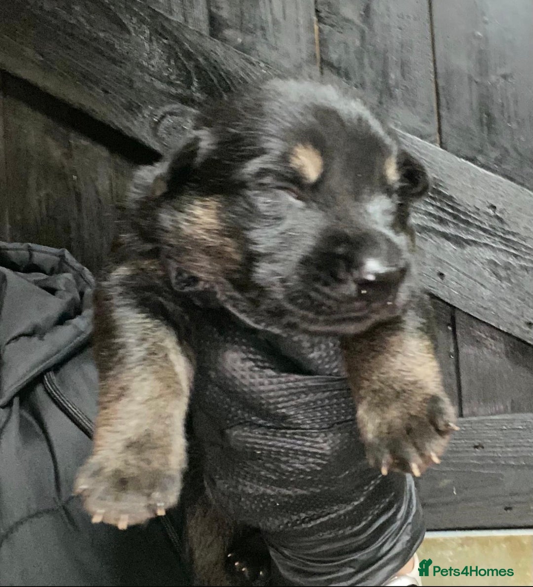 German Shepherd dogs for sale: 🐶 Straight back GSD Puppies 🐶  - Advert 10