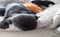 Mixed Breed dogs for sale: 2x chunky black cockalier puppies - Image 1