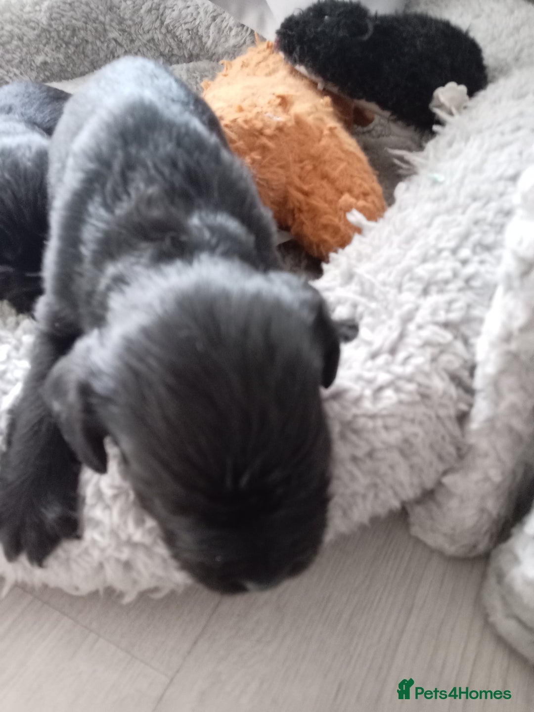 Mixed Breed dogs for sale: 2x chunky black cockalier puppies - Image 1