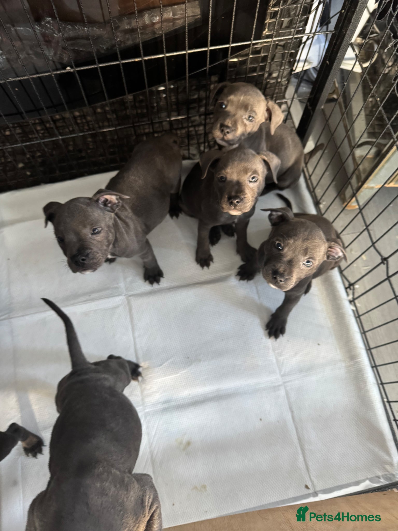 Staffordshire Bull Terrier dogs for sale: staff puppy for sale ready to go  in Cambridge - Advert 7
