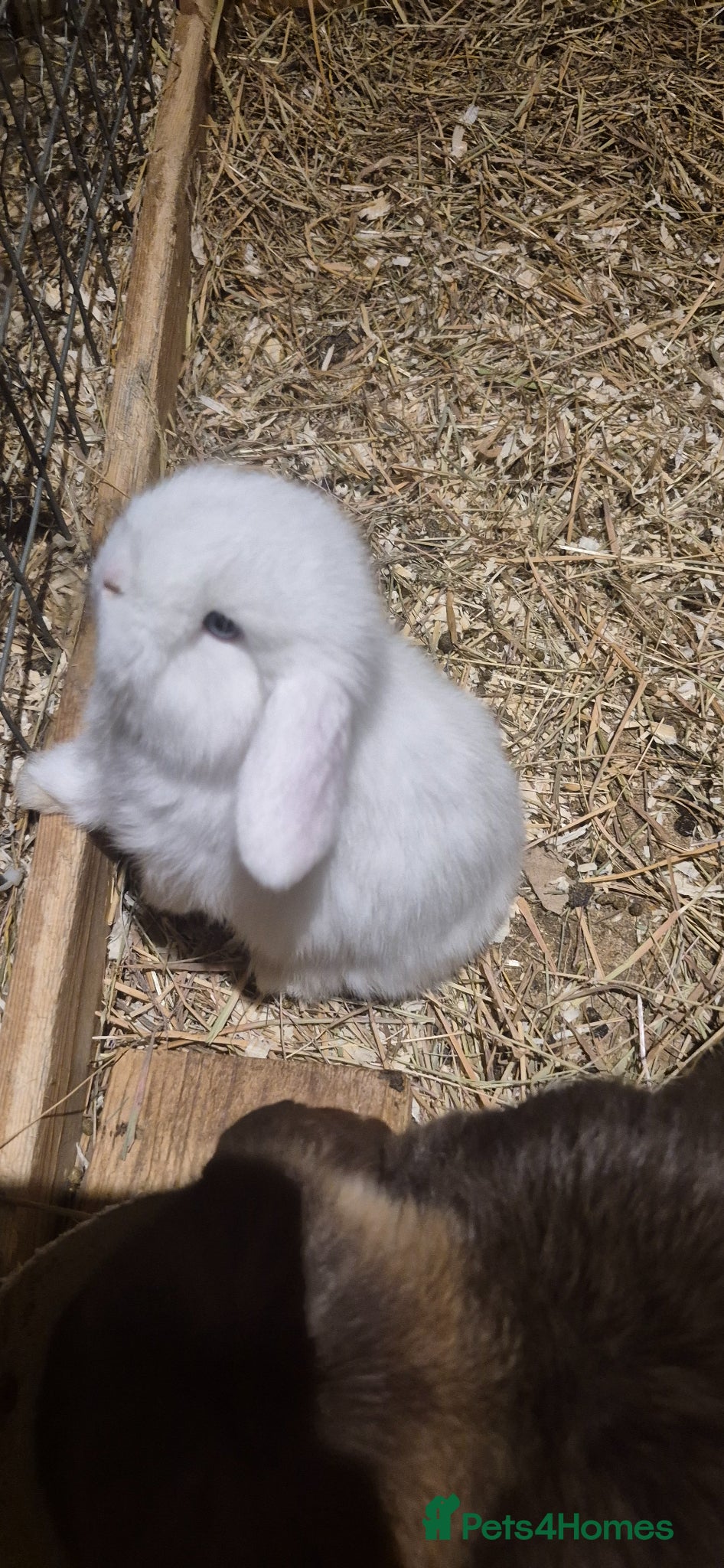 Mini Lop rabbits Gorgeous Mini Lop Baby Bunnies  - Advert 16