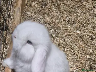 Mini Lop rabbits Gorgeous Mini Lop Baby Bunnies - Advert 16