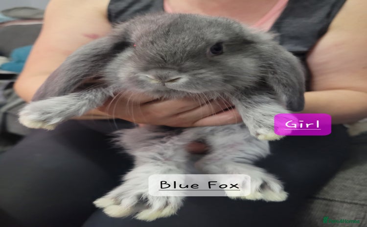 French Lop rabbits - Advert 2