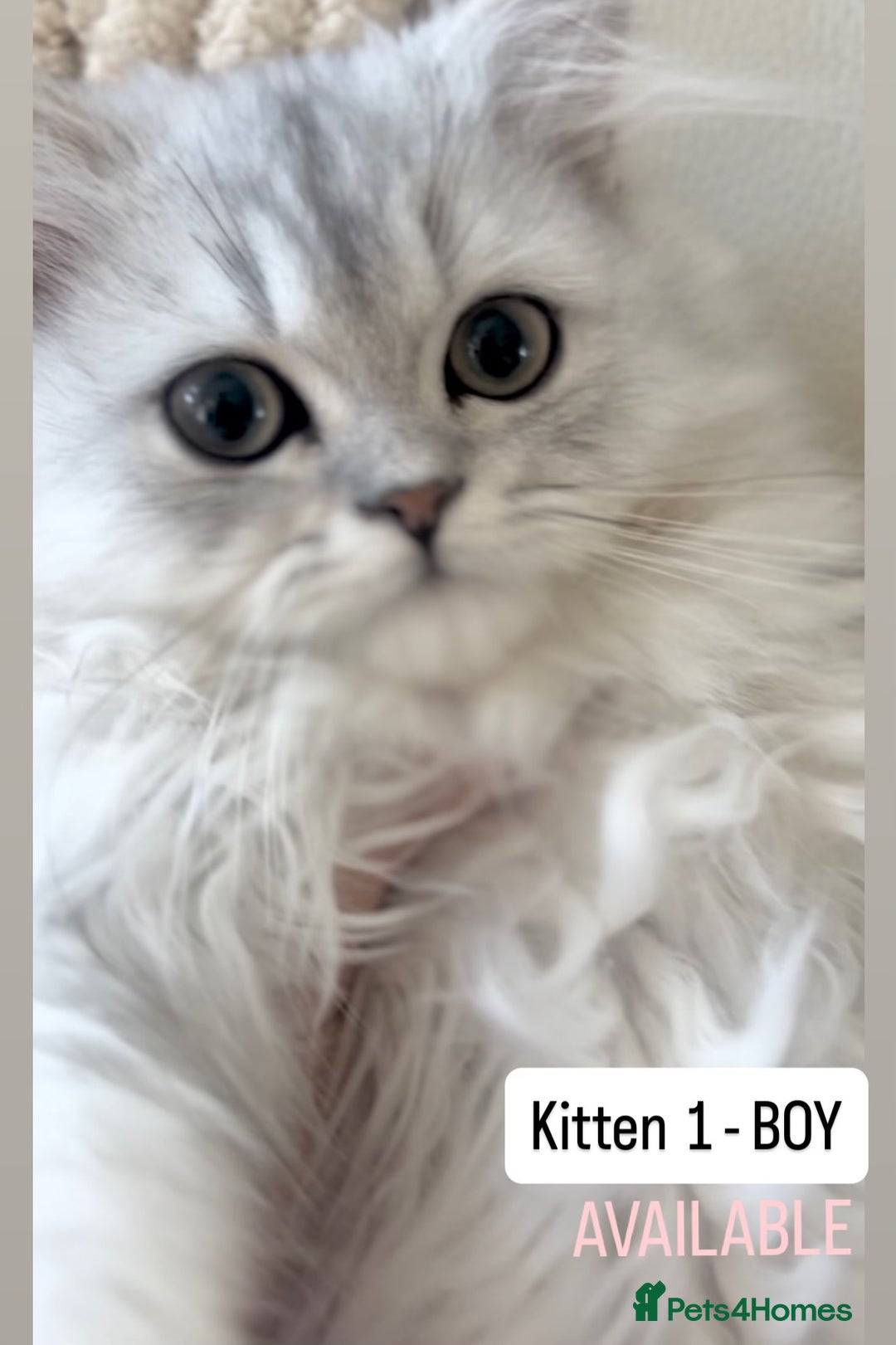 Persian cats for sale: 🎀4 BOYS LEFT!! 🎀Persian Chinchilla Kittens 💎 - Image 4