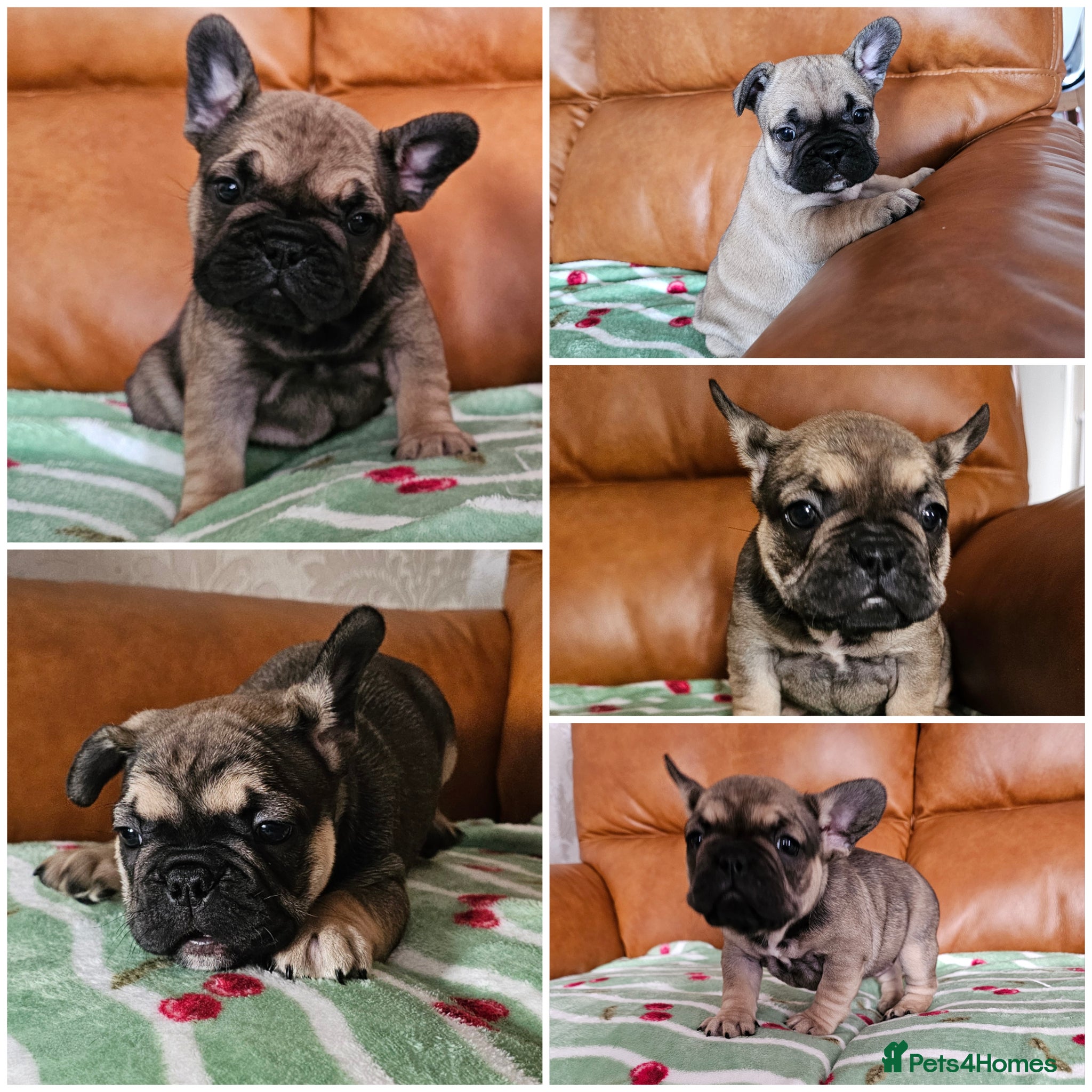 French Bulldog dogs KC REG FRENCH BULLDOG PUPS - Advert 17