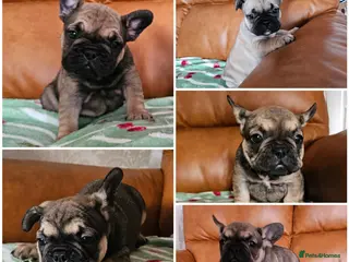 French Bulldog dogs KC REG FRENCH BULLDOG PUPS - Advert 17
