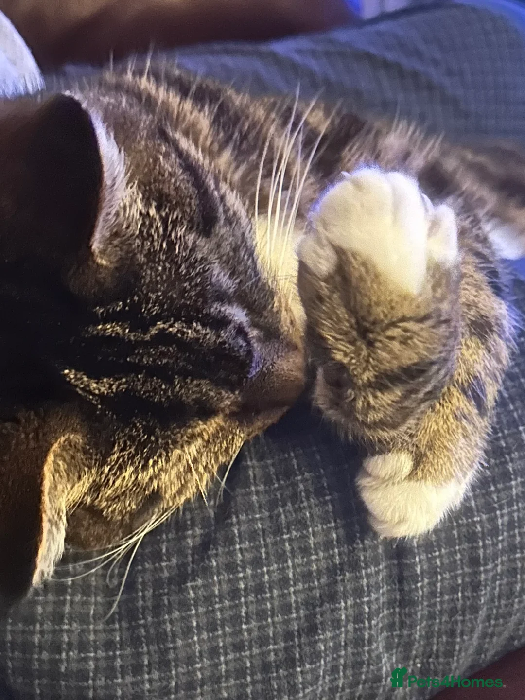 Mixed Breed cats for adoption: Bailey needs a loving home in Basingstoke - Advert 6