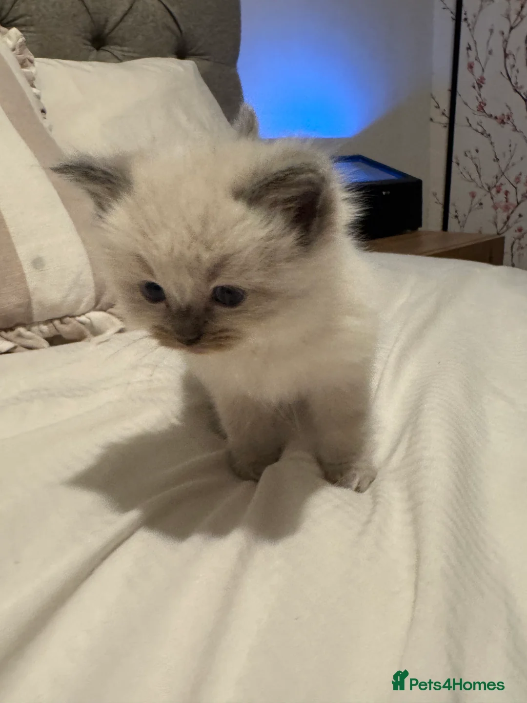 Ragdoll cats for sale: Ragdoll kittens for sale, male and female - Advert 2