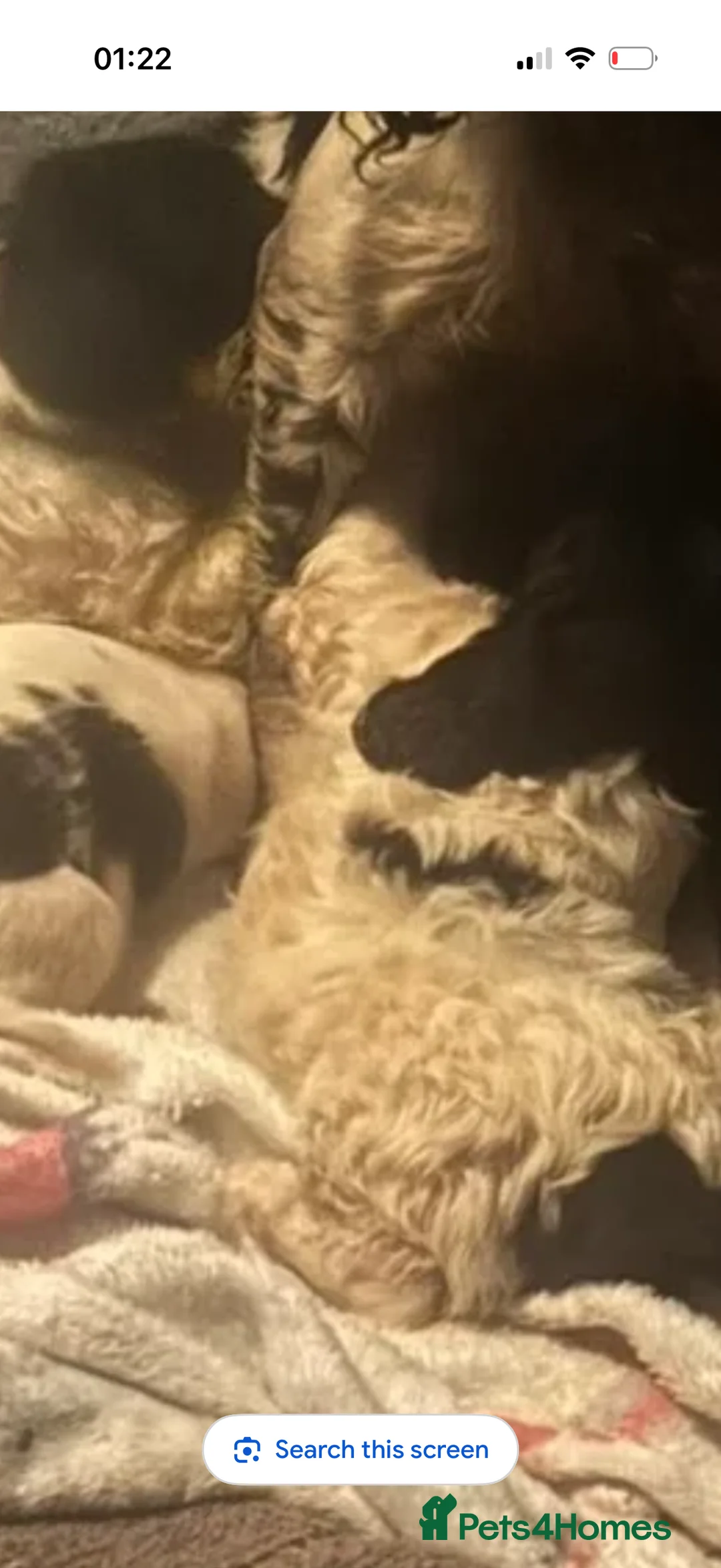 Sproodle dogs for sale: Male poodle for Sad sale! - Advert 4