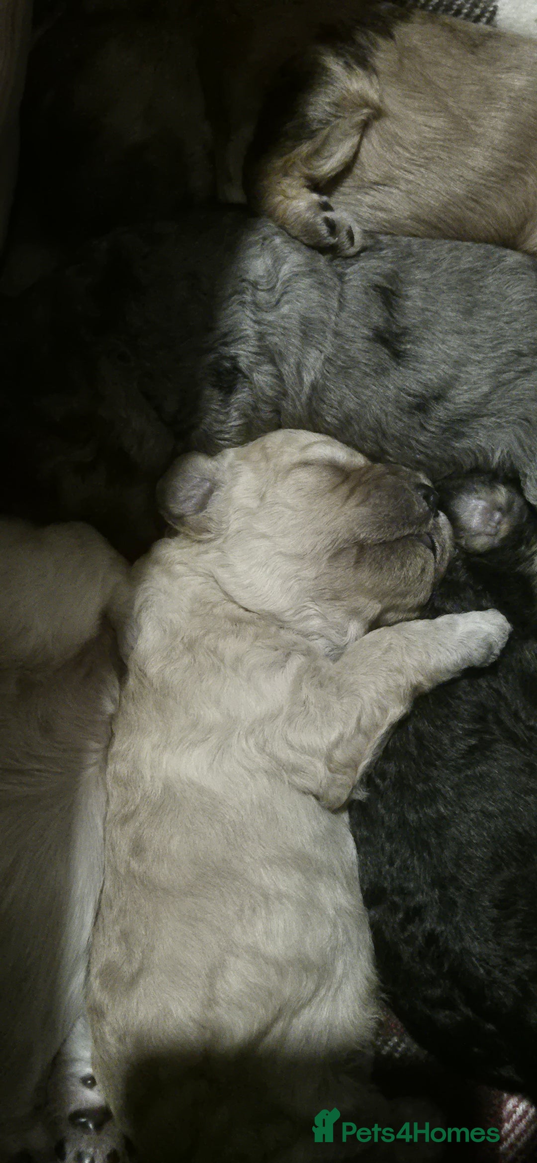 Mixed Breed dogs for sale: Gorgeous cavapoochon puppies - Image 3