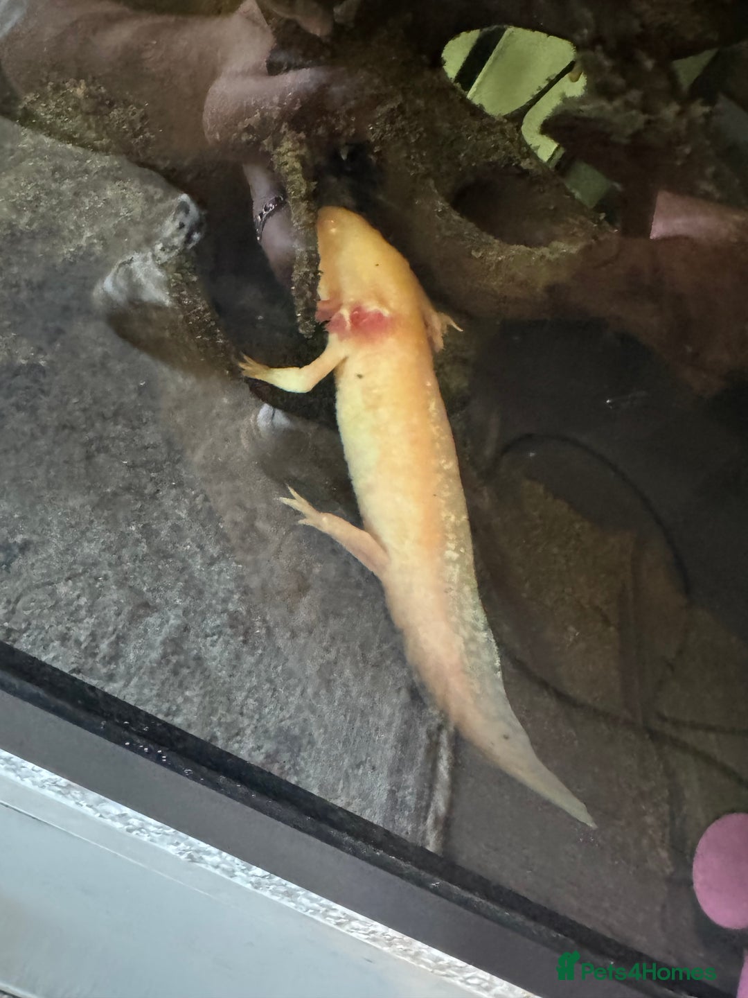 Axolotl reptiles for sale: Axolotl pair  - Image 3