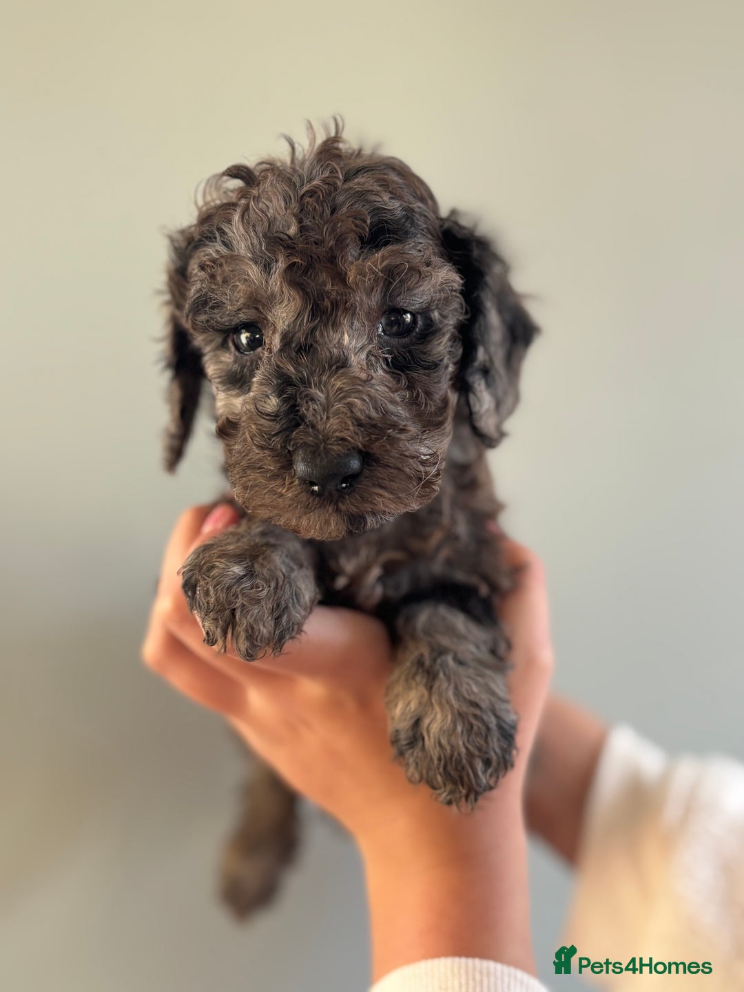 Miniature Poodle dogs for sale: Beautiful health tested miniature poodles  - Advert 18