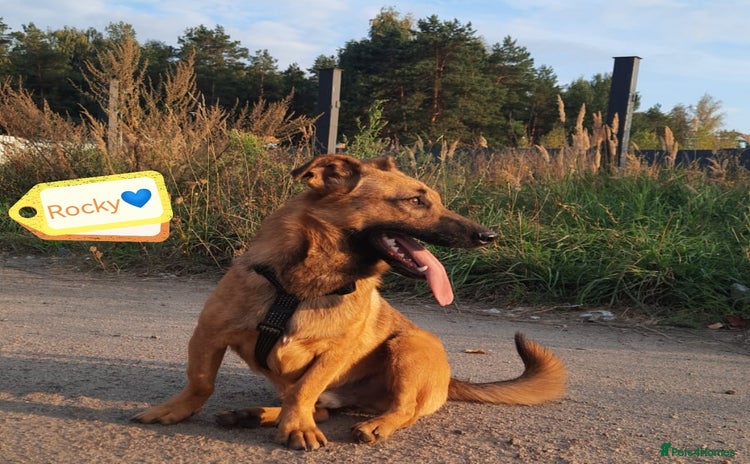 Mixed Breed dogs - Advert 7