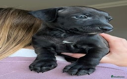 Italian Greyhound dogs for sale: 🐾kc registered Italian greyhound puppies 🐾 - Image 35
