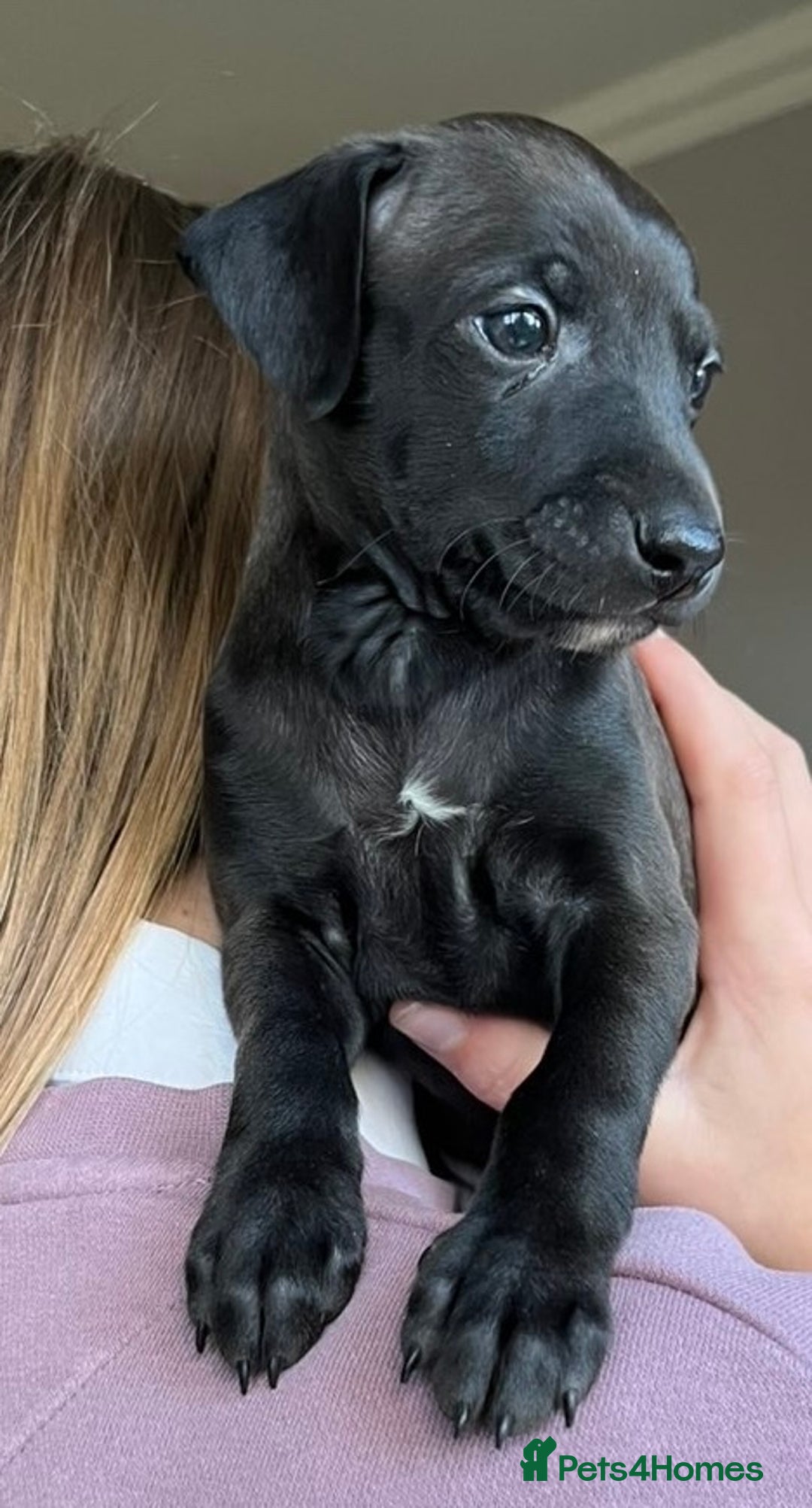 Italian Greyhound dogs for sale: 🐾kc registered Italian greyhound puppies 🐾 - Image 35