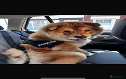 Chow Chow dogs for sale: Chow chow for sale  - Image 1