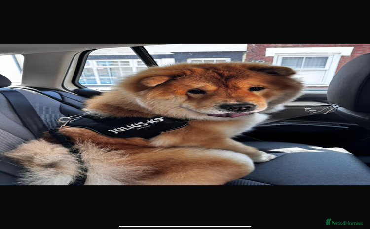 Chow Chow dogs - Advert 1