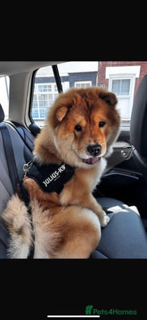 Chow Chow dogs - Advert 14