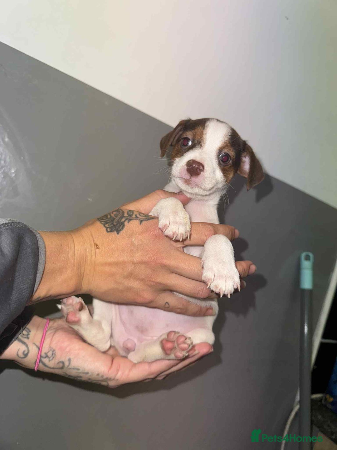 Patterjack dogs for sale: Patterjack/jackrussel - Image 22