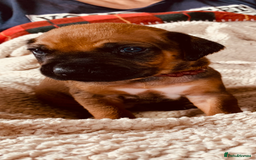 Rhodesian Ridgeback dogs for sale: Lovely Red Wheaten FULLY health tested parents in Pwllheli - Image 20