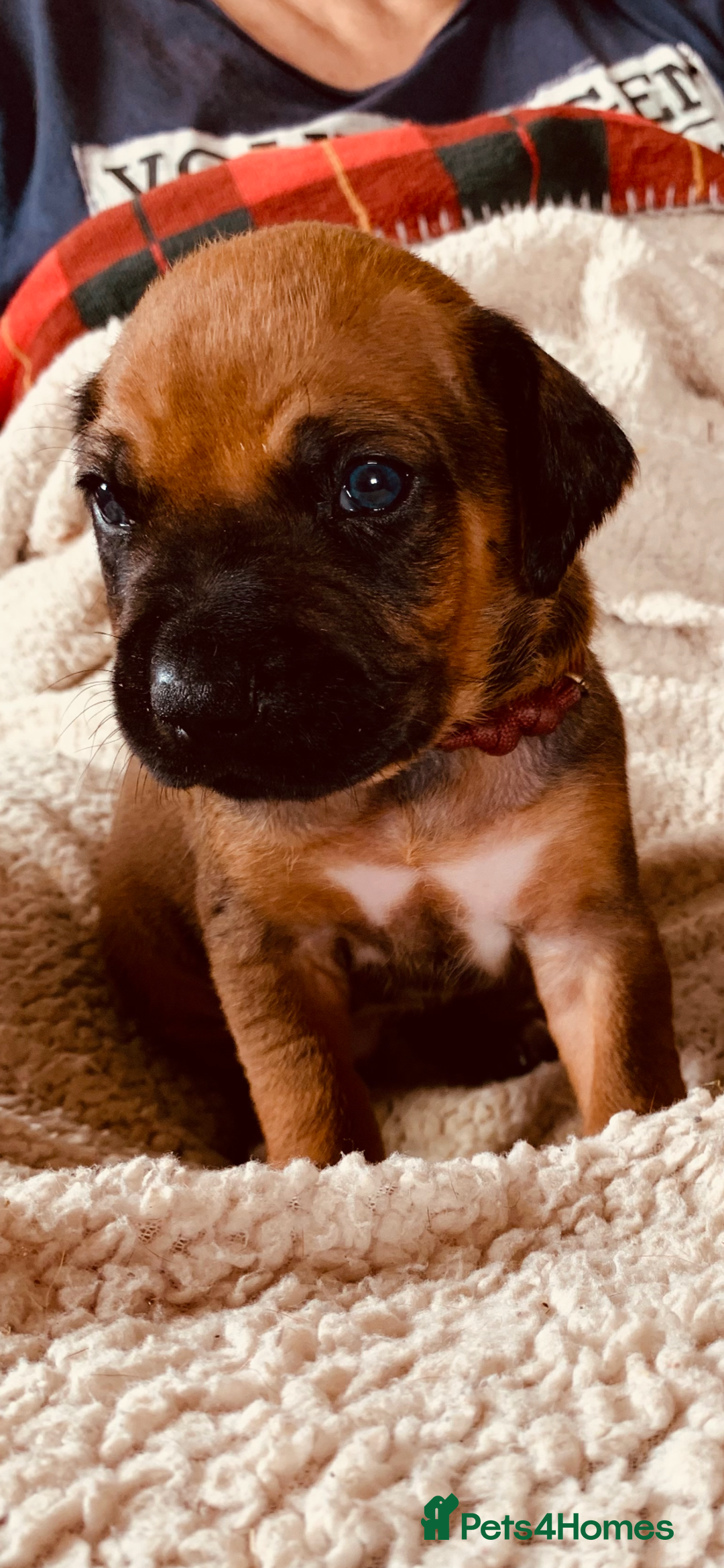 Rhodesian Ridgeback dogs for sale: Lovely Red Wheaten FULLY health tested parents in Pwllheli - Image 20