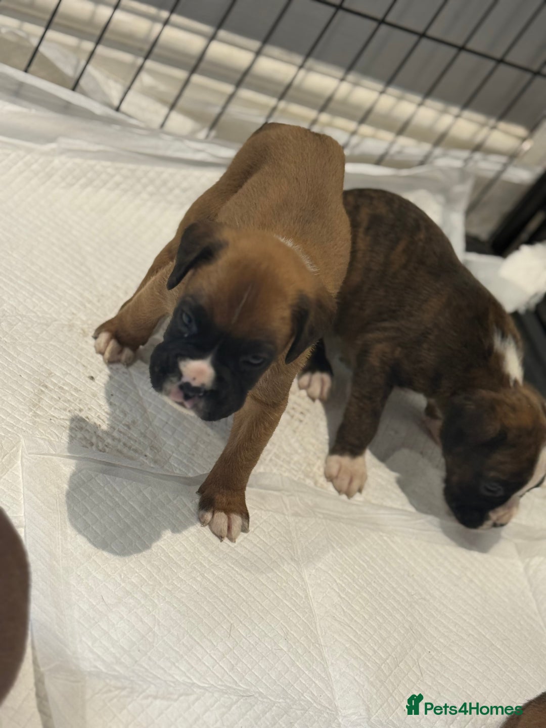 Boxer dogs for sale: Gorgeous Kc Boxer Puppies - Image 8