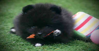 Pomeranian dogs - Advert 16