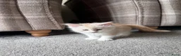 Maine Coon cats for sale: Maine Coon Kittens - Advert 4