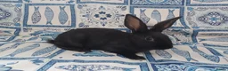 English rabbits for sale: Yurvac vaccinated purebred baby English rabbits! - Advert 9
